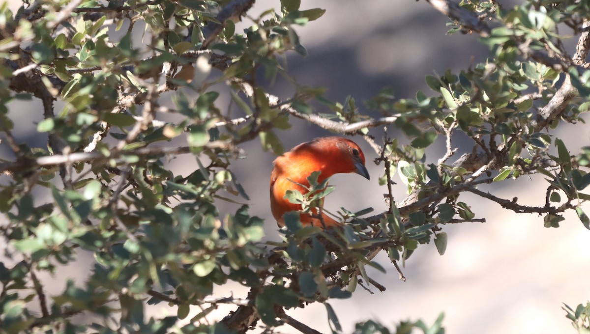 Hepatic Tanager - ML647330807