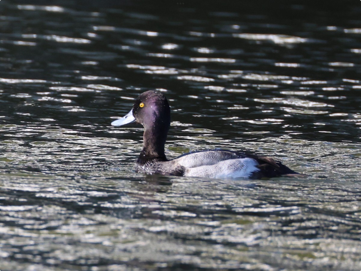 コスズガモ - ML647330831