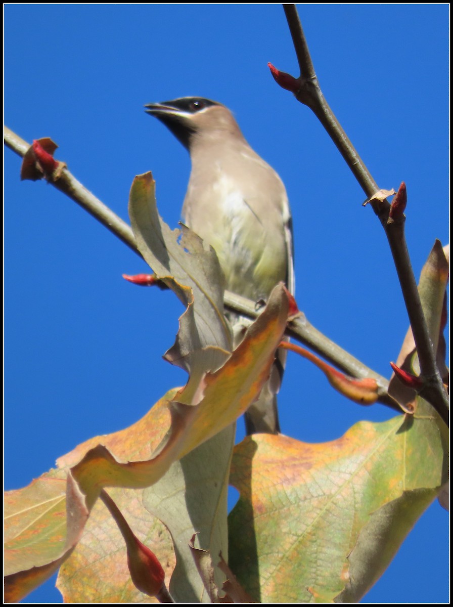 Cedar Waxwing - ML647330857