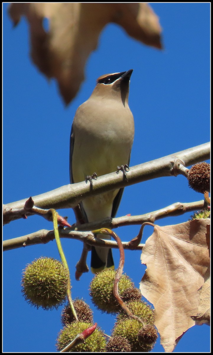 Cedar Waxwing - ML647330858