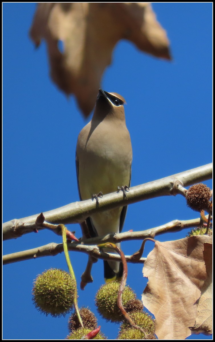 Cedar Waxwing - ML647330859