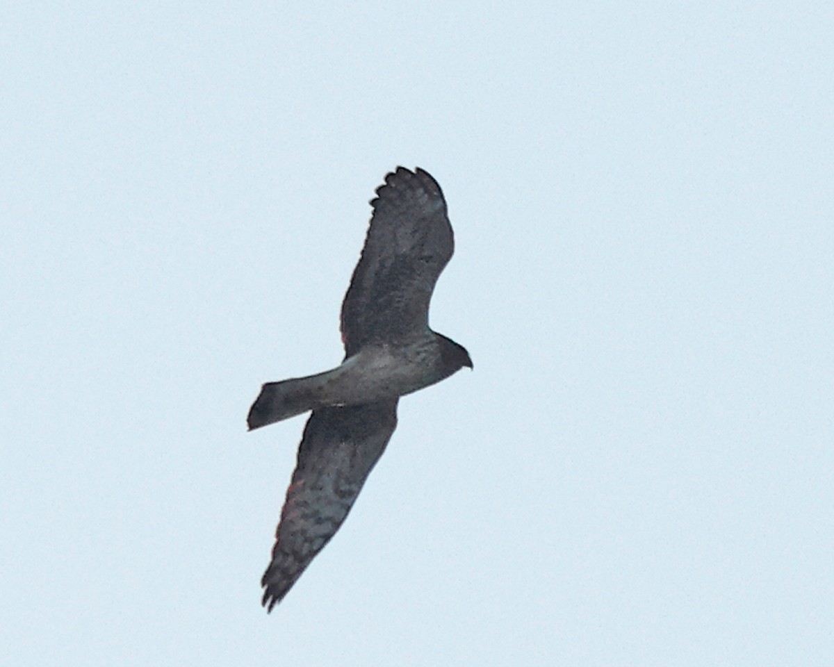 Mirotz zuri iparramerikarra - ML647330888