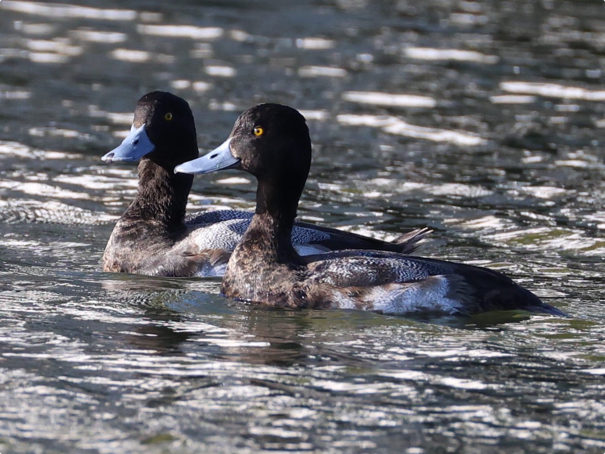 コスズガモ - ML647330889