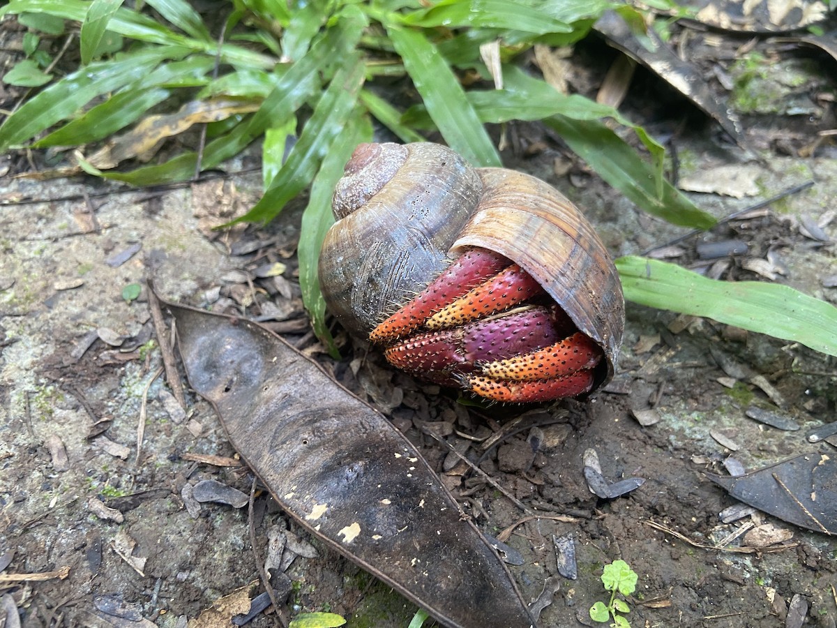 Caribbean Land Hermit Crab - ML647330890