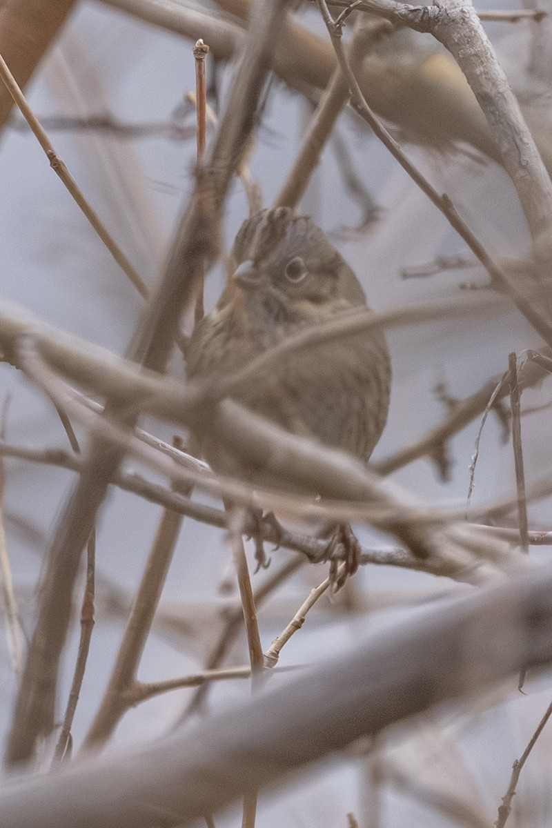 Lincoln's Sparrow - ML647330894