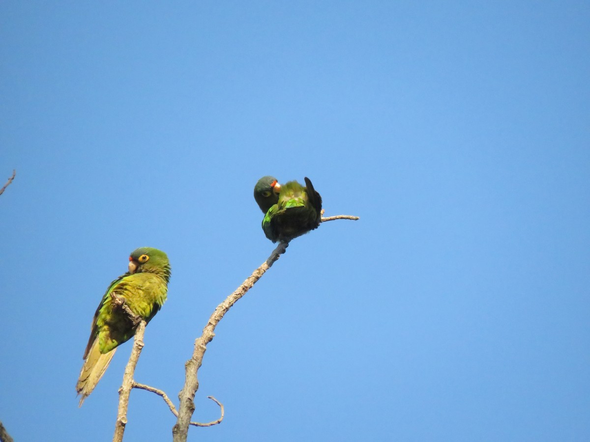 Orange-fronted Parakeet - ML647330897