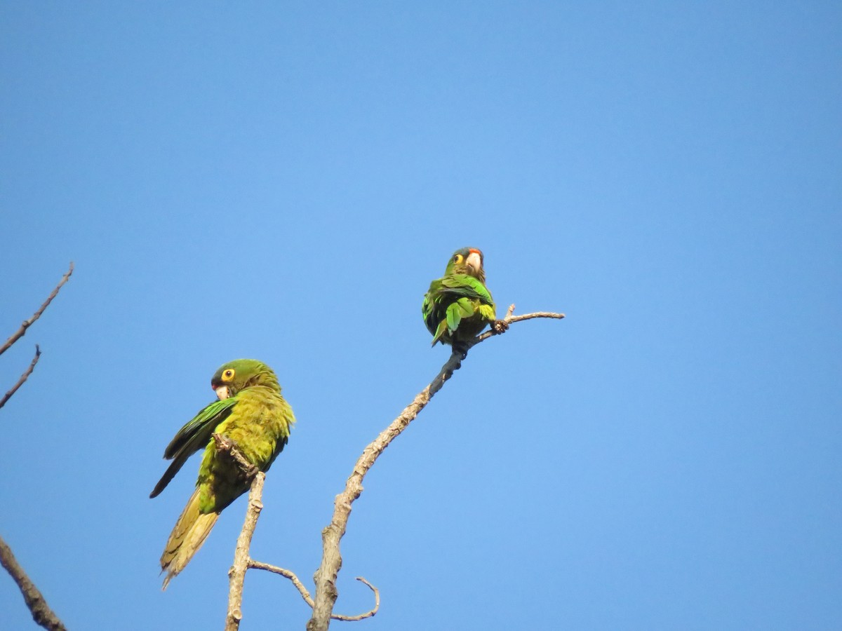 Orange-fronted Parakeet - ML647330898