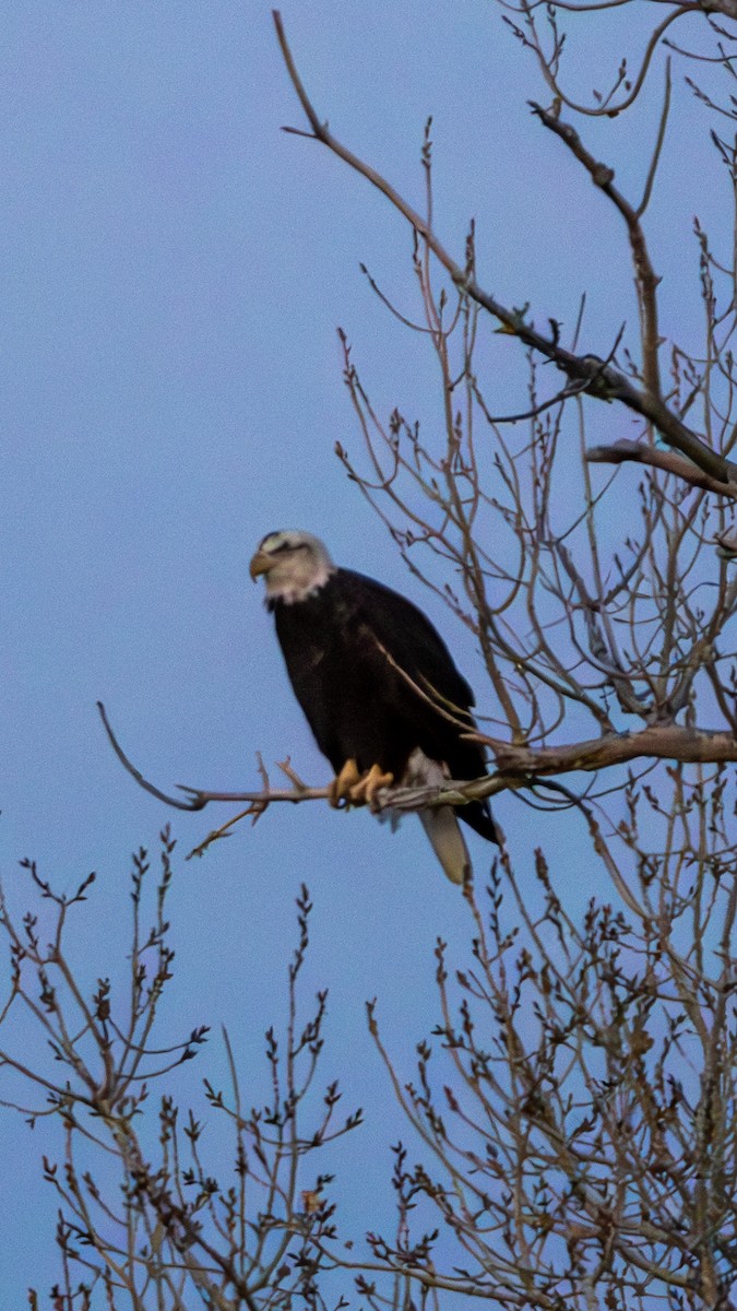 Орлан білоголовий - ML647330900