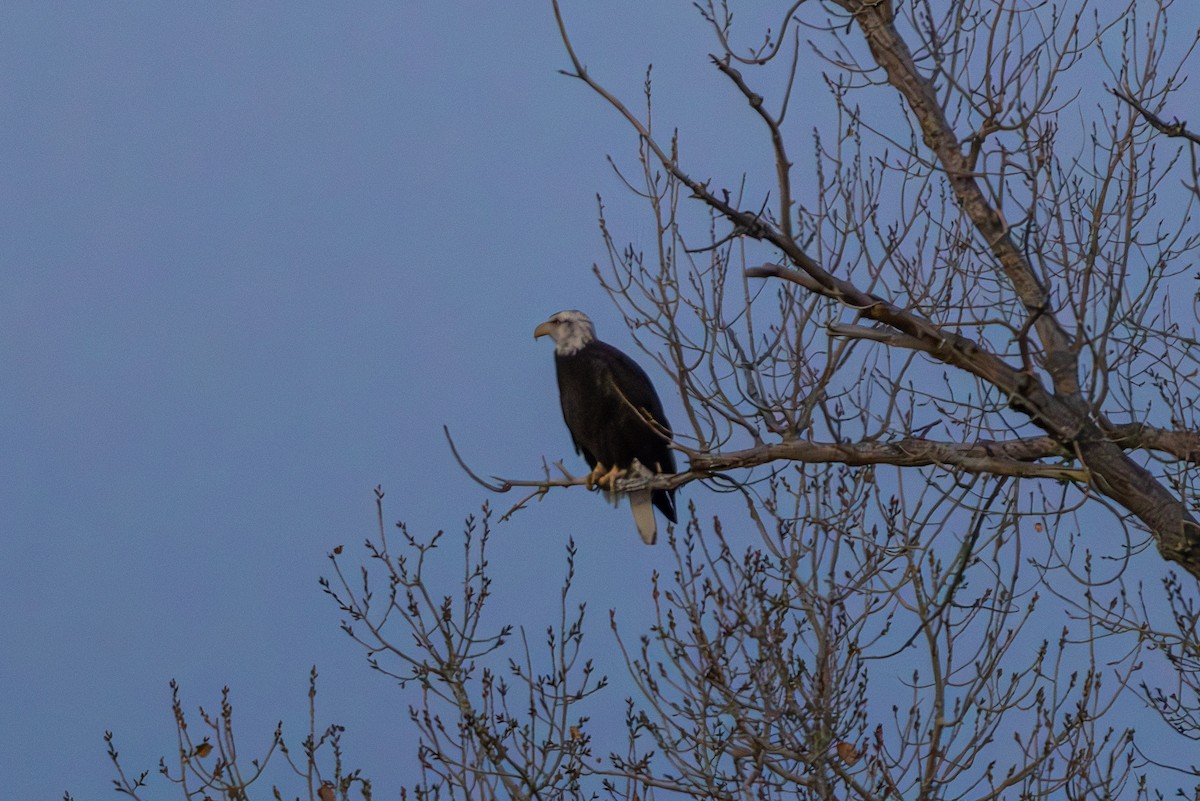 Орлан білоголовий - ML647330901
