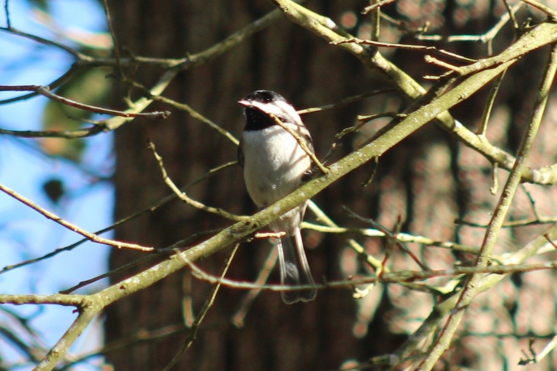 Carolina Chickadee - ML647330955