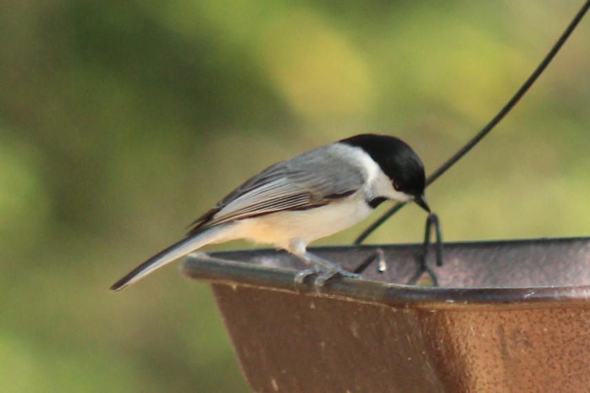Carolina Chickadee - ML647330956