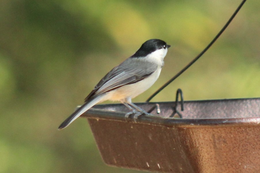 Carolina Chickadee - ML647330957