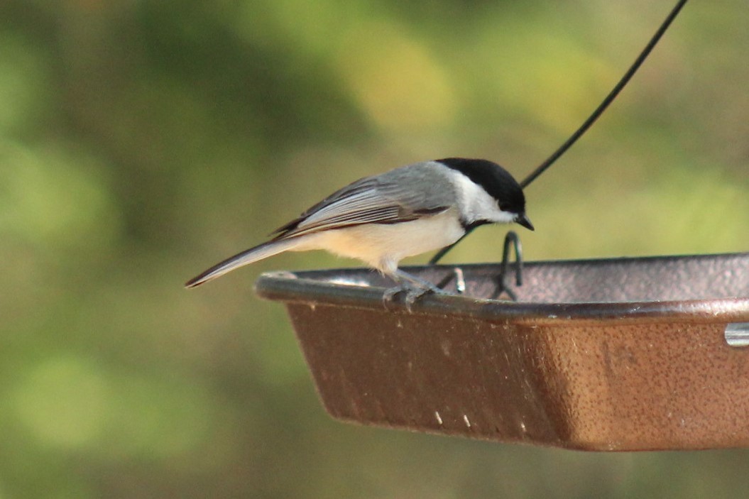 Carolina Chickadee - ML647330958