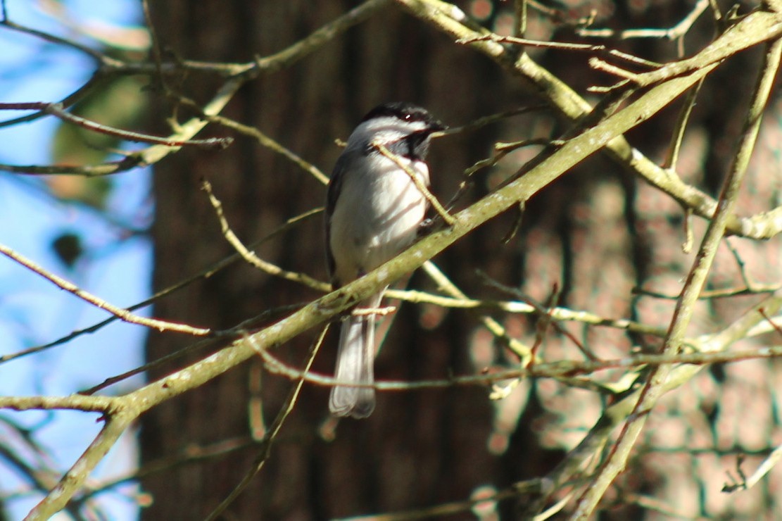Carolina Chickadee - ML647330959
