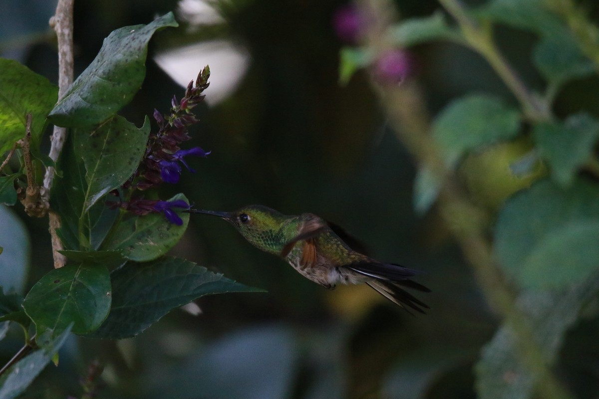 Stripe-tailed Hummingbird - ML647330979