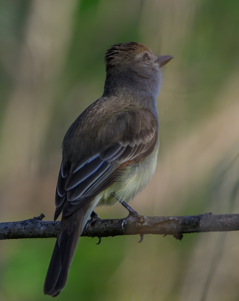 Brown-crested Flycatcher - ML647330980
