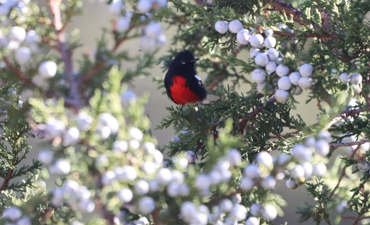 Painted Redstart - ML647330982