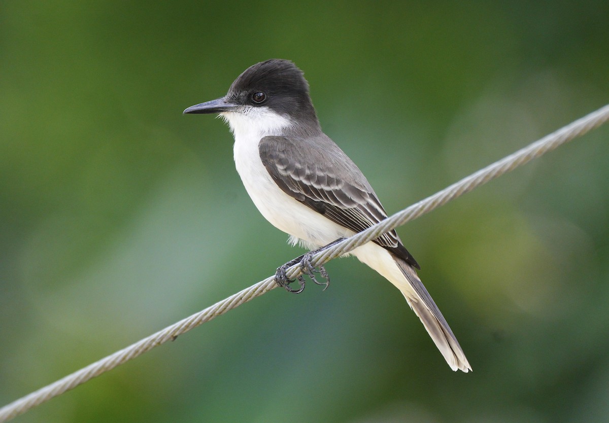 Tirano Guatíbere - ML647330987