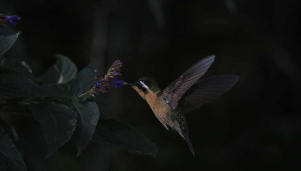 Purple-throated Mountain-gem - ML647330989