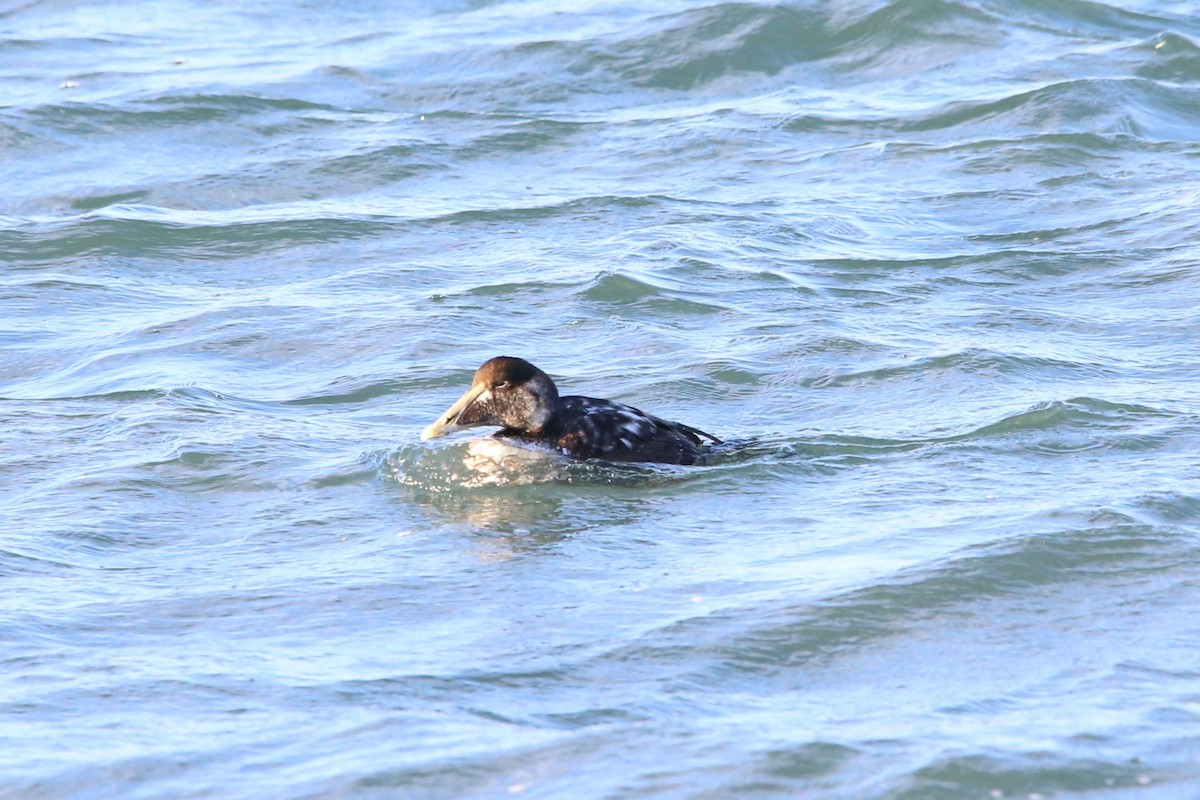 ホンケワタガモ - ML647331018