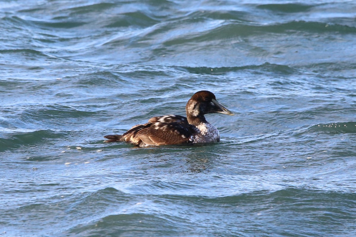 ホンケワタガモ - ML647331020