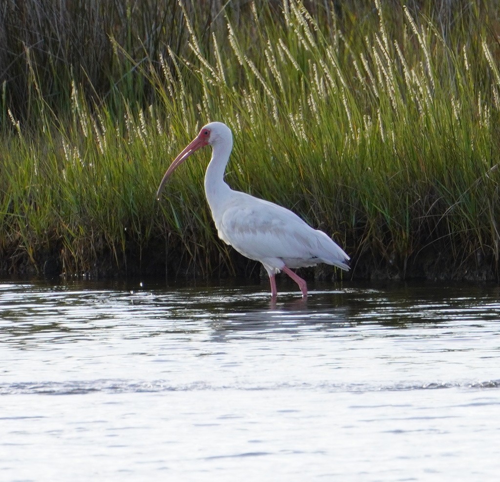 White Ibis - ML647331022