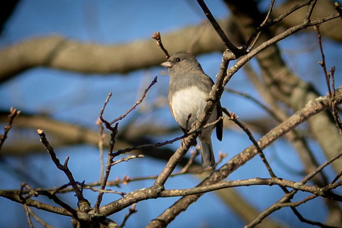 Dark-eyed Junco - ML647331038