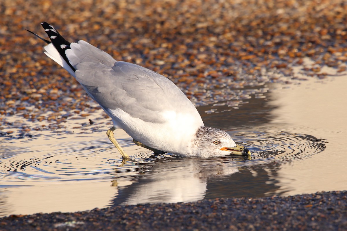 クロワカモメ - ML647331050