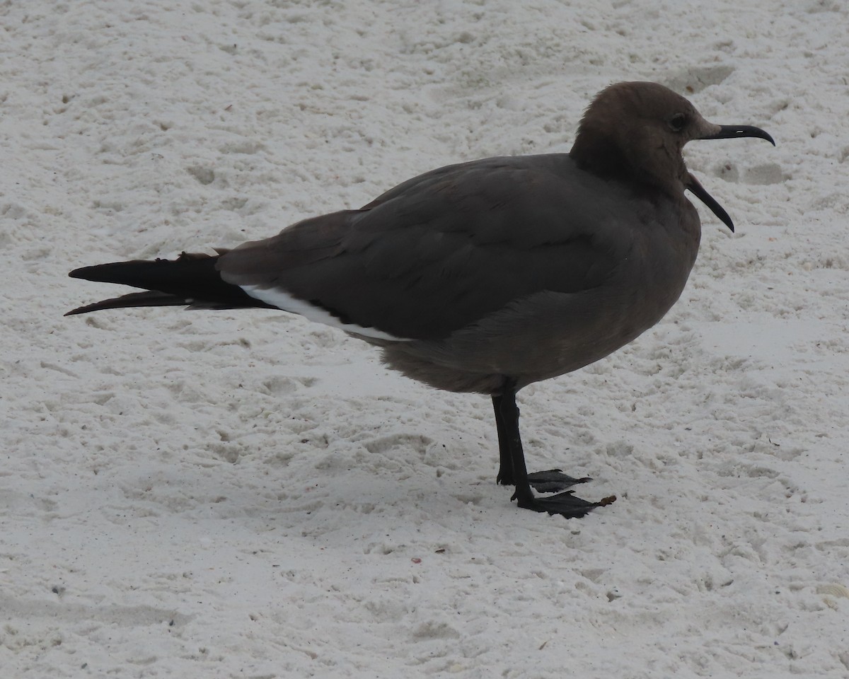 Серая чайка - ML647331052