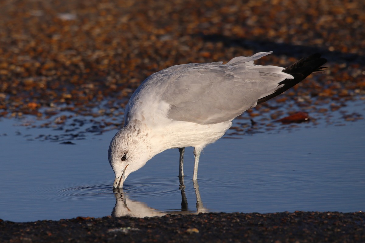 クロワカモメ - ML647331059