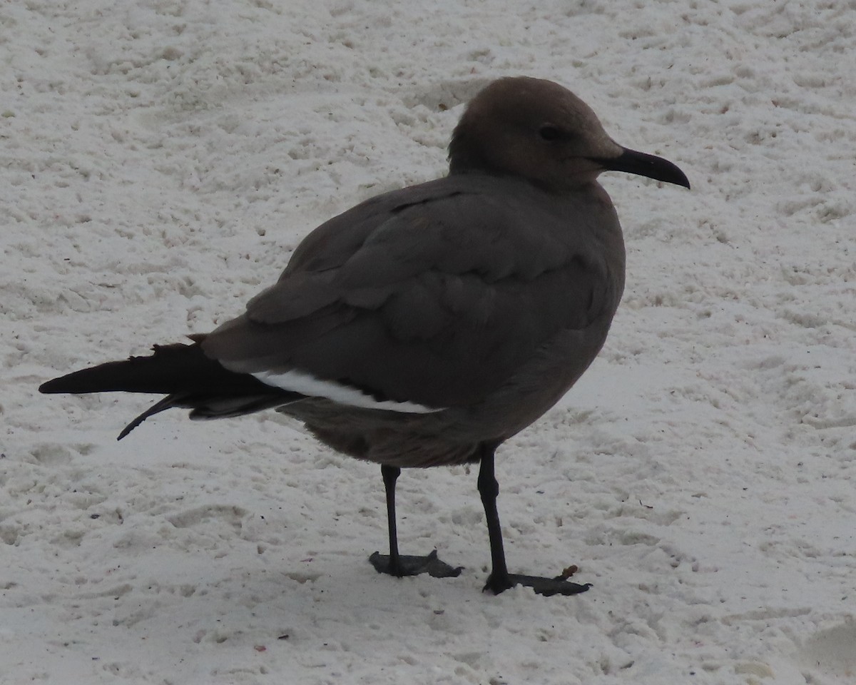 Серая чайка - ML647331062