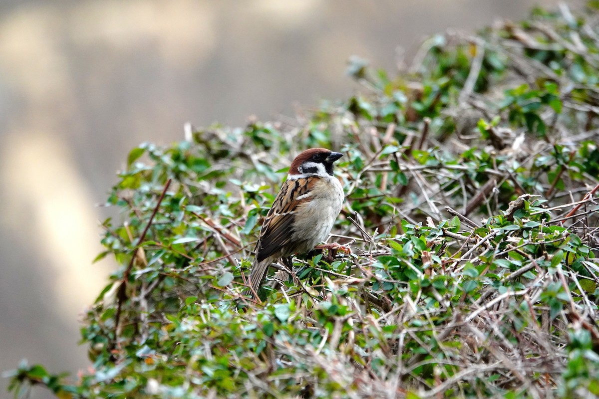 麻雀 - ML647331070