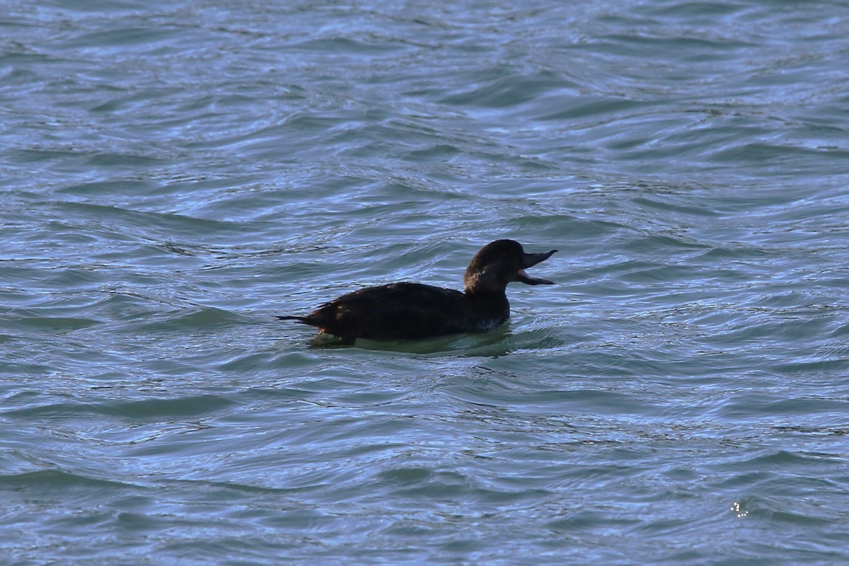 クロガモ - ML647331071