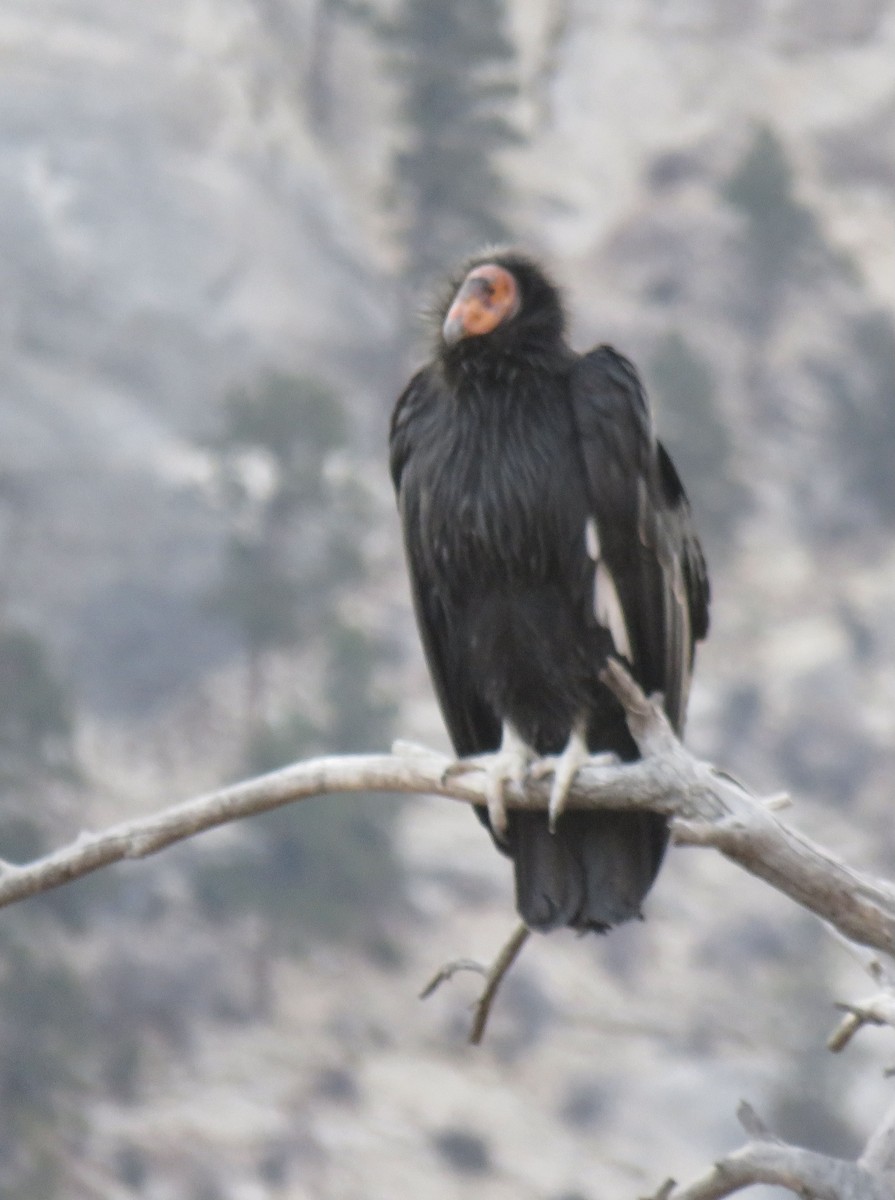California Condor - ML647331073