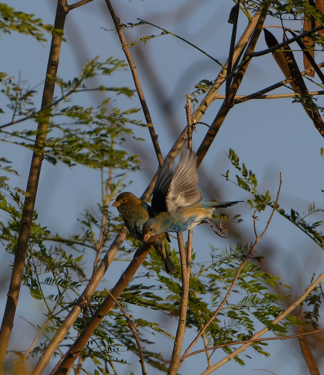 indigospurv - ML647331076