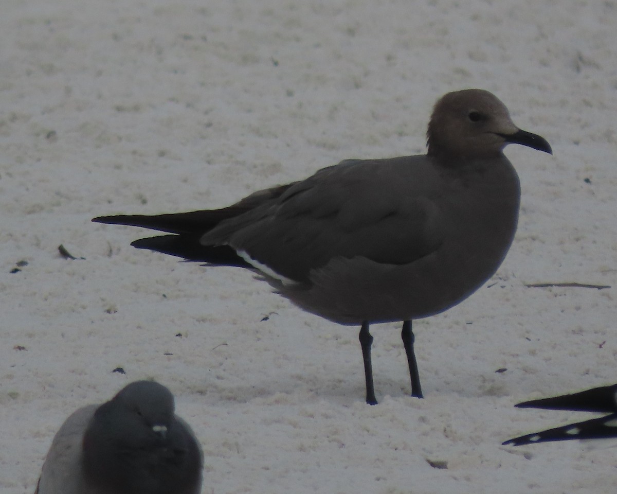 Серая чайка - ML647331077