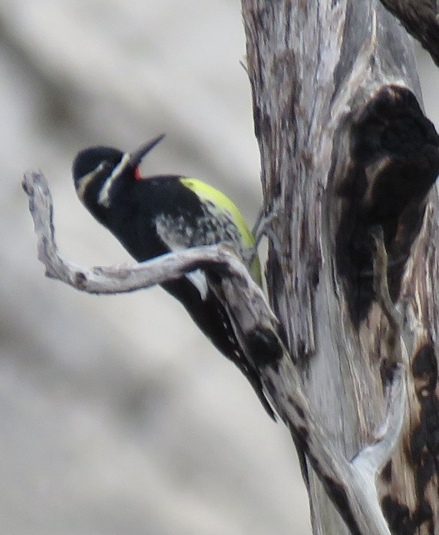 Williamson's Sapsucker - ML647331080