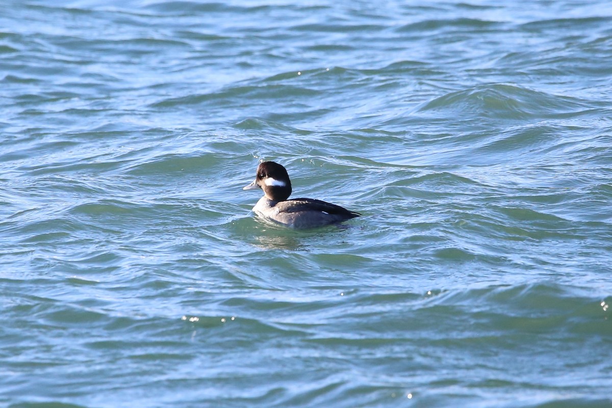 ヒメハジロ - ML647331085