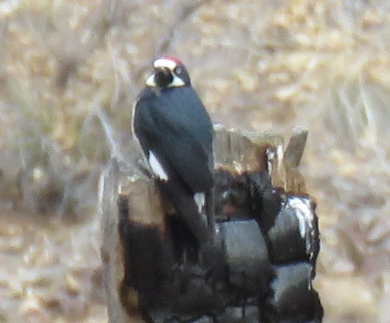 Acorn Woodpecker - ML647331089