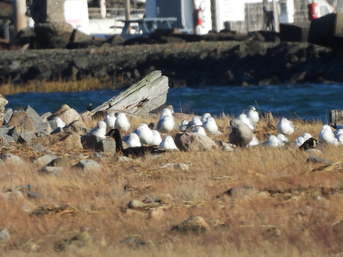 kanadagås - ML647331091