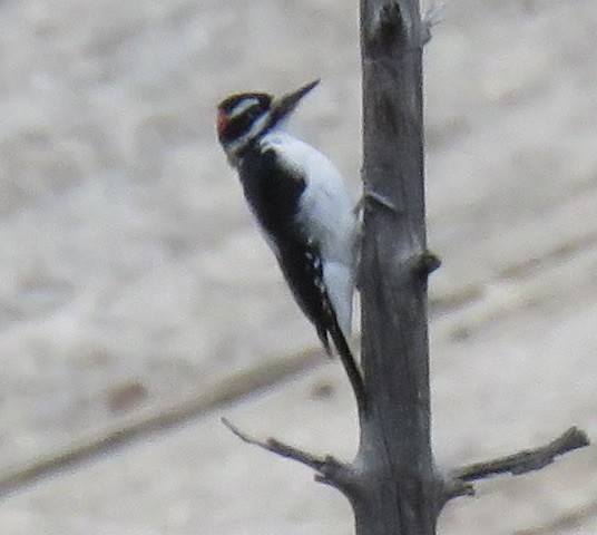 Hairy Woodpecker - ML647331093