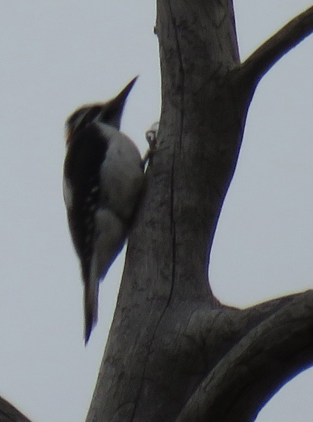 Hairy Woodpecker - ML647331094