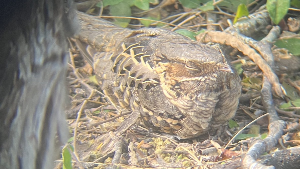 pauraquenattravn - ML647331100