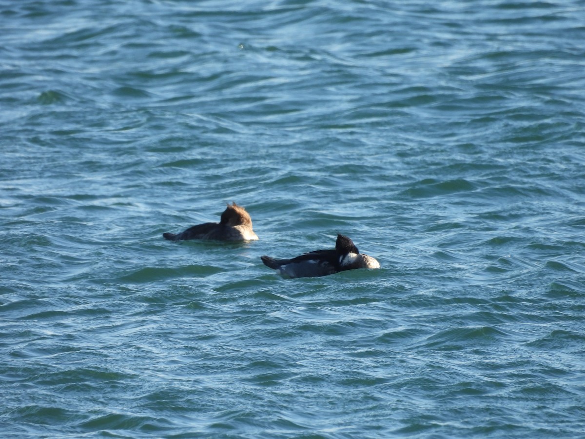 Tarakdiş - ML647331105