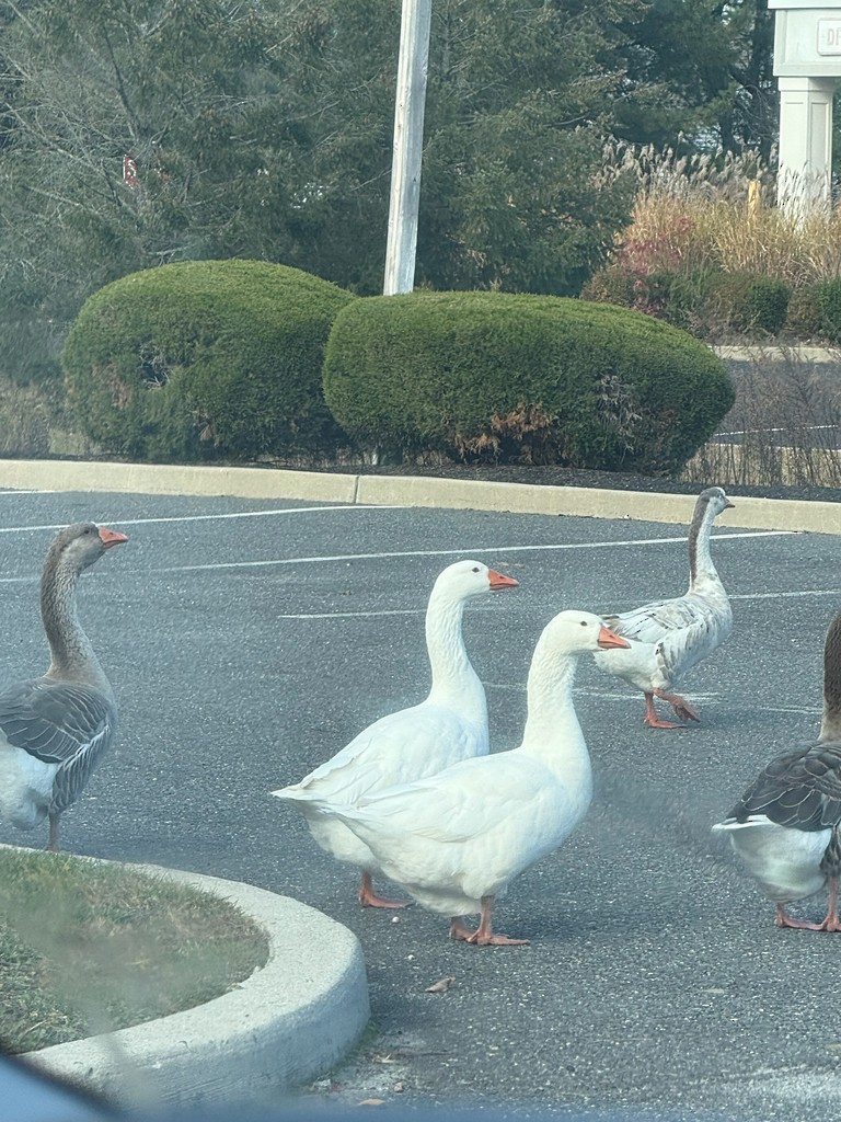 Graylag Goose - ML647331115