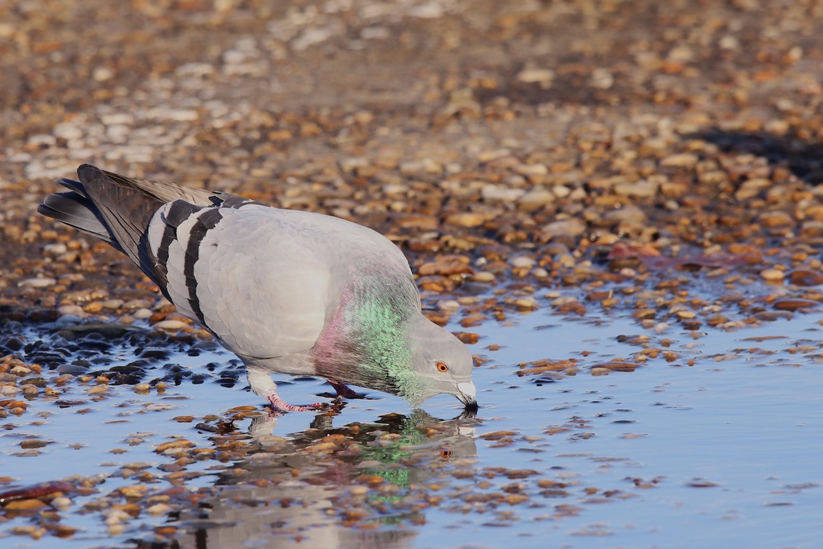 カワラバト（ドバト、家畜型） - ML647331130