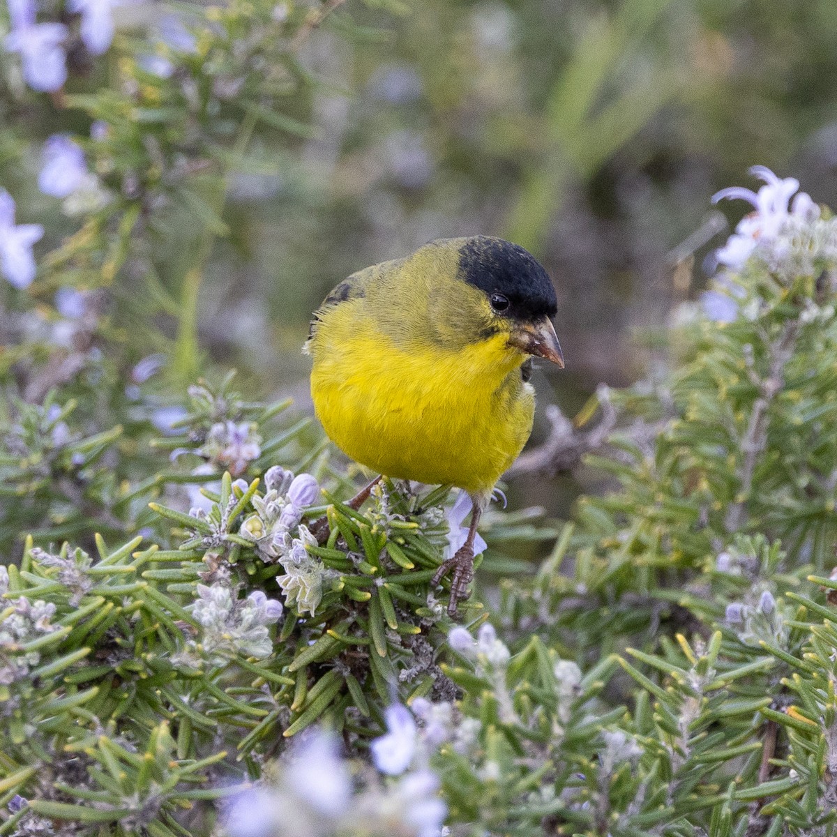 Lesser Goldfinch - ML647331131