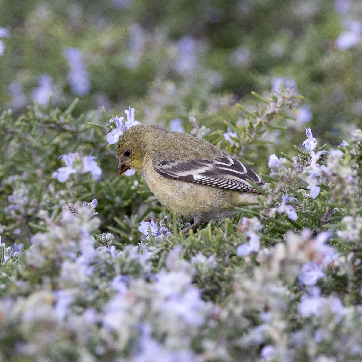 Lesser Goldfinch - ML647331132