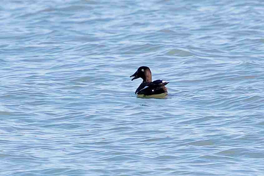 White-winged Scoter - ML647331133