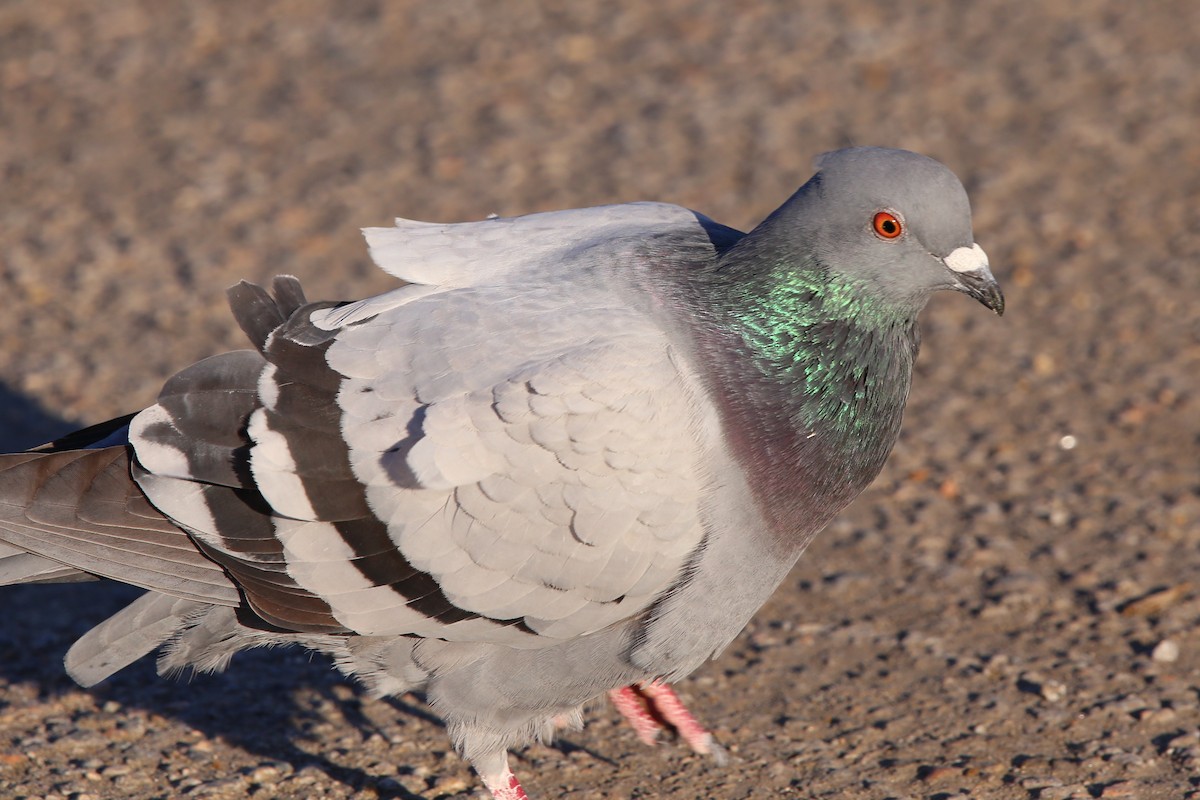 カワラバト（ドバト、家畜型） - ML647331139